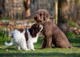 Puppy dog playing outdoors. The dog breed is Lagotto Romagnolo