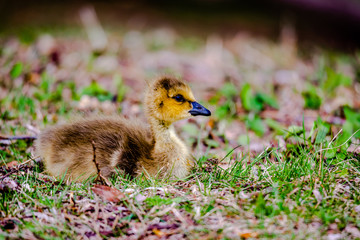 Newborn goslings in the springtime
