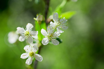 white flowers on green background