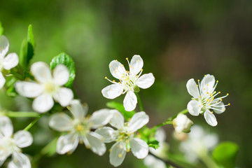 blooming apple tree in spring