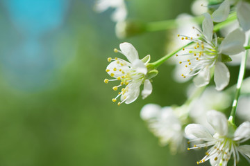 white flowers of a cherry