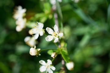 white flowers on green background