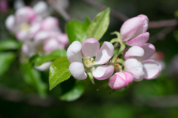pink flowers of a magnolia