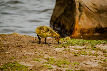 Newborn goslings in the springtime
