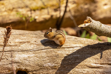 The eastern chipmunk is rodent  species living in eastern North America