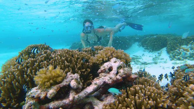 UNDERWATER, CLOSE UP: Small exotic fish scatter around the turquoise ocean as young female snorkeler explores the recovering coral reef in Maldives. Woman on vacation explores the corals and sea life.