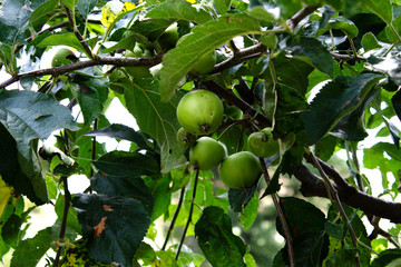 Green apples on a branch