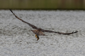 Western osprey with  caught fish in flight.Natural scene from USA