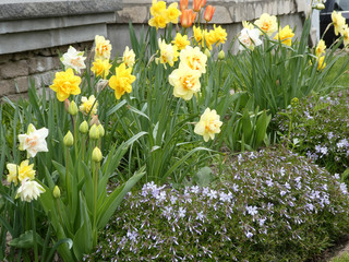 Yellow narcissuses on the flower bed