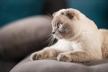 Cute scottish Fold breed cat with blue eyes lying on grey textile sofa at home. Soft fluffy purebred short hair lop-eared kitty. Background, copy space, close up.