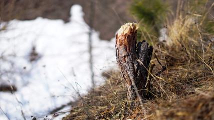 beautifully chopped stump in winter
