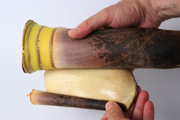 takenoko bamboo shoot