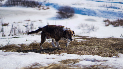 dog running in the snow winter landscape with snow