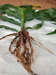 corn plants with roots in evidence
