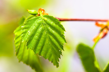 Young birch leaves. Macro photo. - 348918182