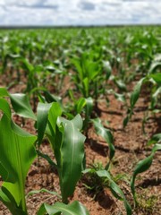 corn plantation, young corn field