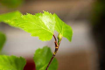 Young birch leaves. Macro photo. - 348918320