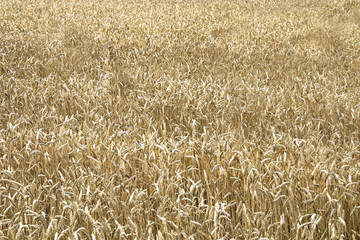 Large wheat field on sky background