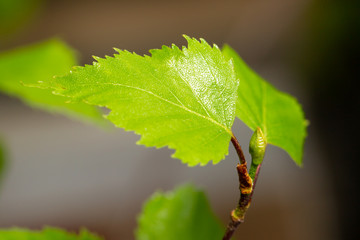 Young birch leaves. Macro photo. - 348918339