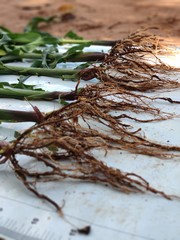 corn plants with roots in evidence