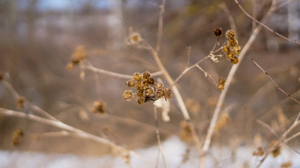  winter landscape with snow