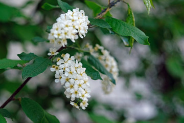 Bird Cherry Tree in Blossom. Close-up of a Flowering Prunus Avium Tree with White Little Blossoms. Blurry background.
