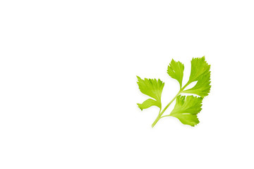 Fresh vegetables celery on white background