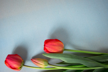 red tulips on a blue background
