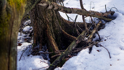 tree roots in winter forest