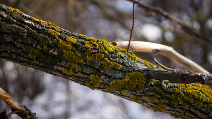 yellow-green moss on a tree trunk in a winter forest
