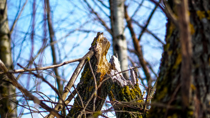 beautifully broken tree trunk in the winter forest