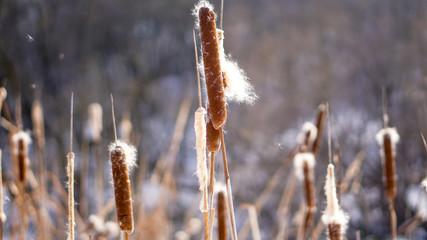 reeds with belly and snow in the winter forest