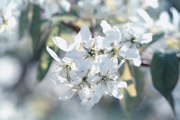 Blooming apple tree in spring