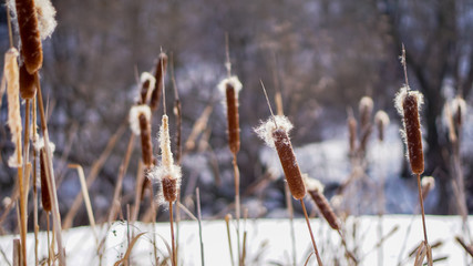 reeds with belly and snow in the winter forest