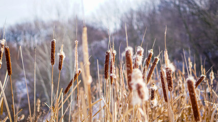 reeds with belly and snow in the winter forest