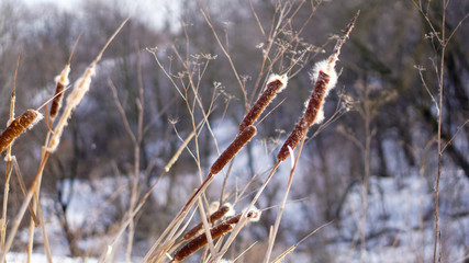 reeds with belly and snow in the winter forest