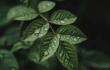 green leaves of a tree