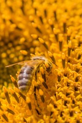 Honey bee covered with yellow pollen collecting sunflower nectar. Animal sitting at summer sun flower and collect for important environment ecology sustainability. Awareness of nature climate change