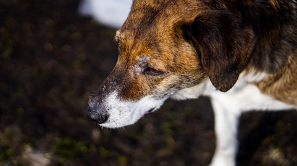 close up portrait of a dog