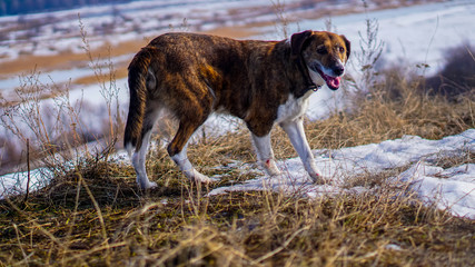 dog running in the snow winter landscape with snow  portrait of a dog