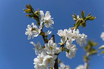 Blooming trees in orchard. Flowering concept in spring