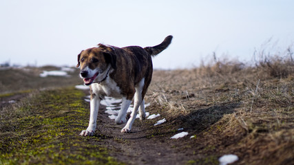 dog running in the snow winter landscape with snow  portrait of a dog