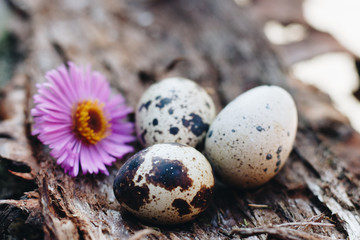 Obraz premium Wachteleier mit Blume