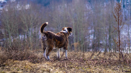 dog running in the snow winter landscape with snow  portrait of a dog