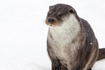 Portrait of a river European otter on a background of white snow.