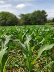 corn plantation, young corn field