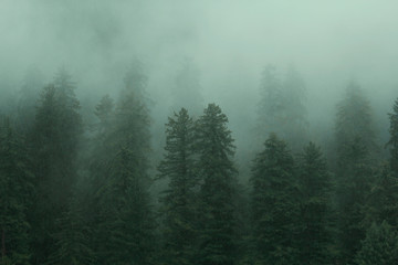 Foggy Pine Forests in the slopes of Himalaya