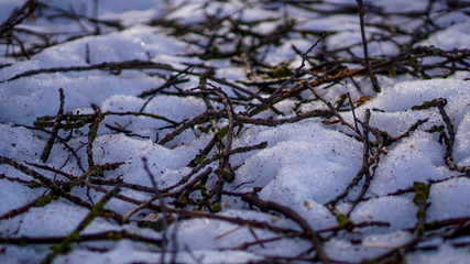 branches in the snow in a winter forest