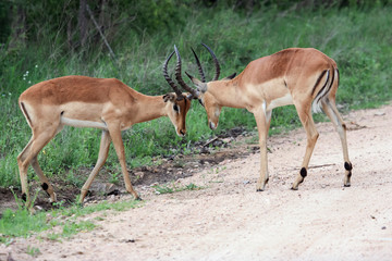 Male Impala antelope before horns collide.