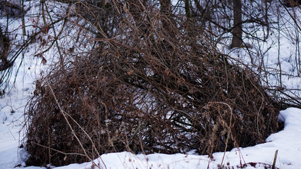 plants in the forest close up in winter